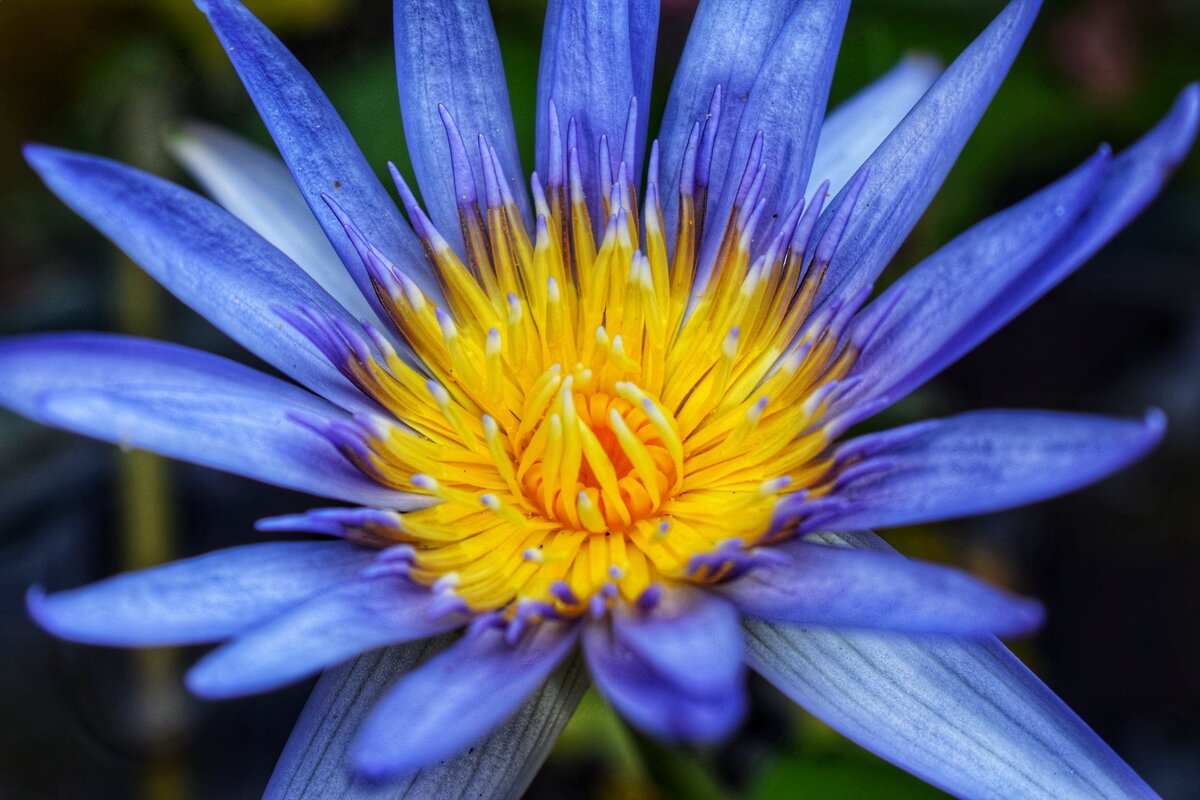 blue lotus flower smoke
